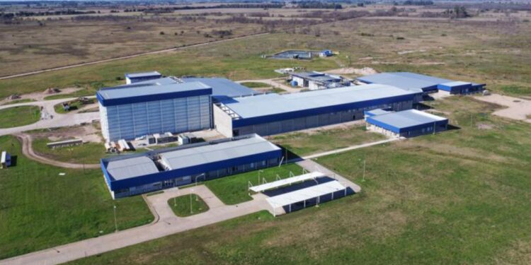Mega inversión en el sector porcino: un gigante español desembarca con US$ 14 millones en Argentina