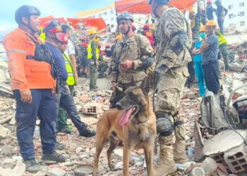 Bart, el perro argentino que salvó a dos menores de los escombros en Venezuela