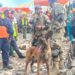 Bart, el perro argentino que salvó a dos menores de los escombros en Venezuela