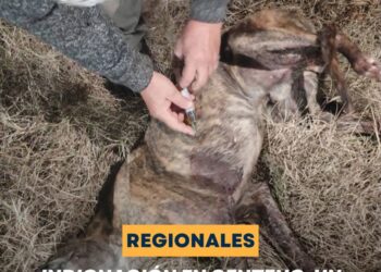 Indignación en Centeno: un galgo fue atacado a tiros y sobrevivió con múltiples heridas