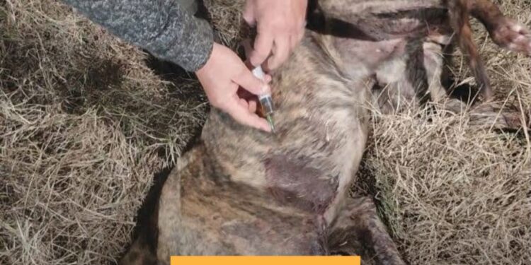 Indignación en Centeno: un galgo fue atacado a tiros y sobrevivió con múltiples heridas