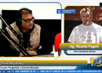 El trigo avanza con excelentes condiciones y crecen las expectativas por un posible año Niño