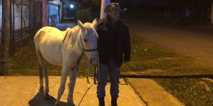 Intentó robar en una vivienda, sonó la alarma y escapó dejando abandonado su caballo