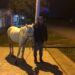 Intentó robar en una vivienda, sonó la alarma y escapó dejando abandonado su caballo