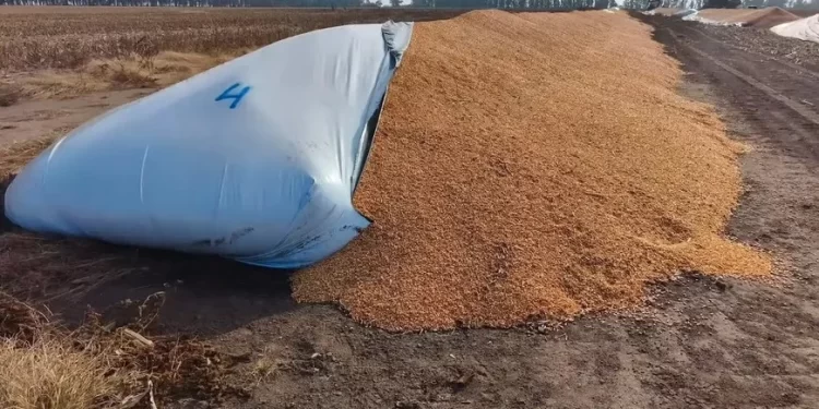 Villa Cañás: destrozaron 12 silobolsas y provocaron pérdidas millonarias en un establecimiento rural
